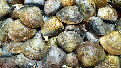  Fresh Clams and Shellfish at the Seafood Market