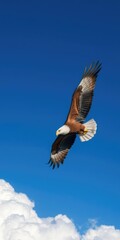 Naklejka premium Majestic eagle soaring high above fluffy clouds in clear blue sky, above, feathers, sky