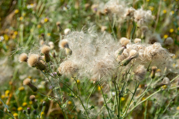 Wilted thistles in a field