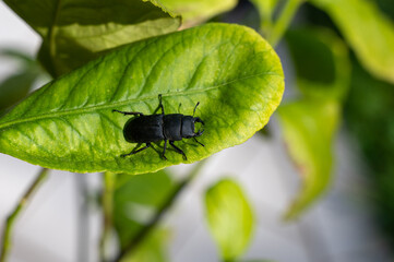 Beetle on a green leaf