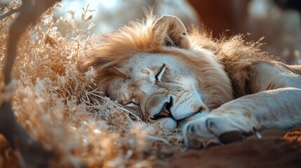 A pride of lions resting in the African savanna.