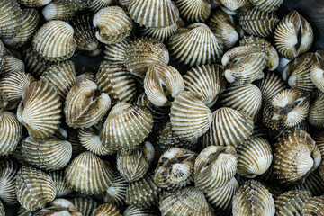 Fresh cockles for seafood background