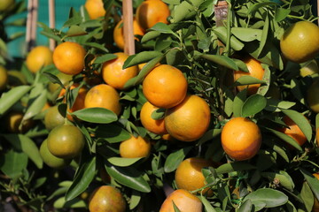 A fertile orange garden. The orange trees bear a lot of fruit.