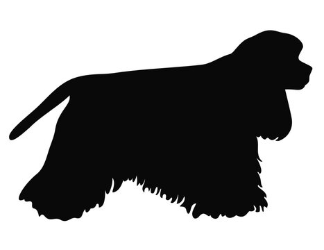 american-cocker-spaniel-dog-standing-side-view-silhouette-isolated