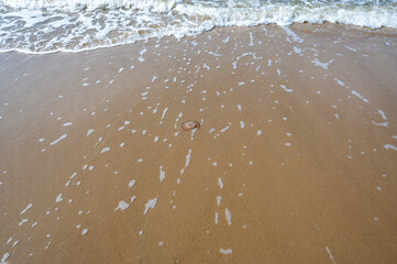 Waves on the sandy beach, with a jellyfish in the sand