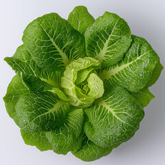 Fototapeta premium Fresh Green Romaine Lettuce Isolated on White Background 