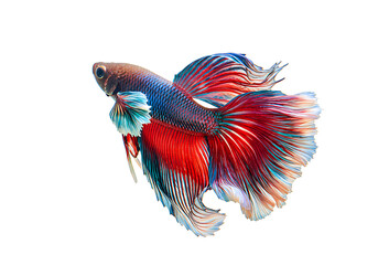 Fototapeta premium Detailed fish with scales and fins swimming in water isolated on transparent background 