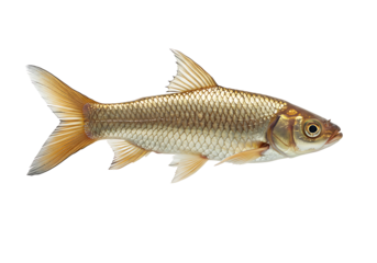 Detailed fish with scales and fins swimming in water isolated on transparent background
