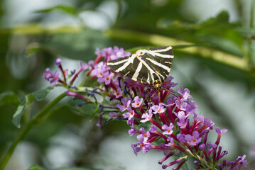 Jersey Tiger Moth (Euplagia quadripunctaria) perched on summer lilac in Zurich, Switzerland