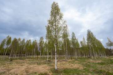 Obraz premium birch trees in springtime, cloudy sky