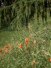 Poppies field flowers red papaveri rossi