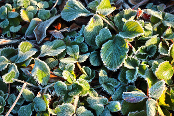 Hoarfrost on strawberry leaves in late autumn
