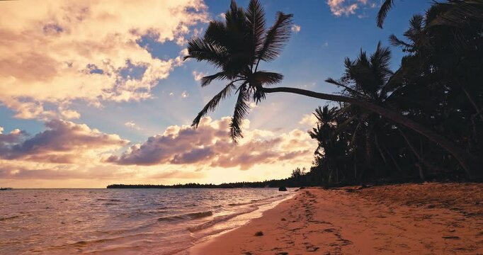 Tropical island beach shore with palm tree jungle sunrise over exotic island Dominican Republic