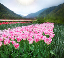 Obraz premium Field of beautiful tulips and mountains in morning. Spring flowers