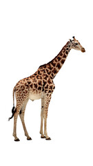 Naklejka premium Standing giraffe full-body on transparent background.