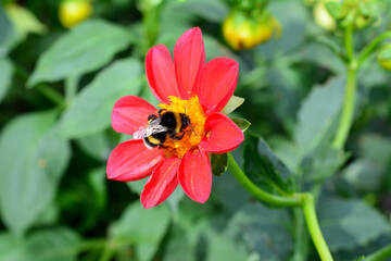 Bumblebee on a Red Dahlia close up 