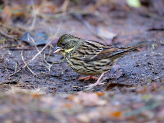 森の中で地面に降りてエサを探しているアオジ