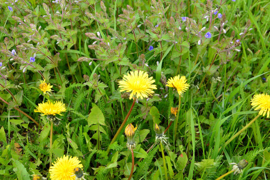 Dandelions in a Green Meadow with some blue flowers