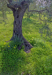 Fototapeta premium Olive trees in winter, with fresh leaves, standing in a green meadow with flowers, in Southern Spain