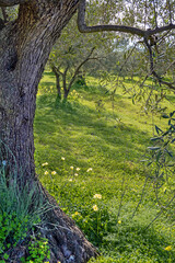 Olive trees in winter, with fresh leaves, standing in a green meadow with flowers, in Southern Spain