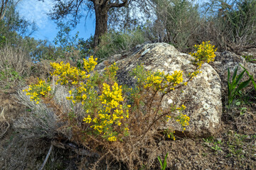 Flowering broom (Genista sp.) in Southern Spain in winter
