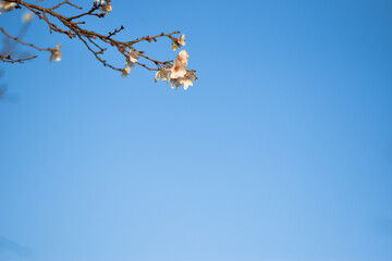 青空を背に咲く小さな桜の花