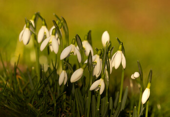 Wiosenne kwiaty, przebiśniegi, poranek w parku. © mycatherina