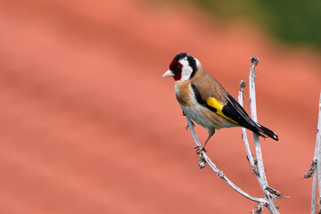 European goldfinch bird sitting on a branch (Carduelis carduelis)