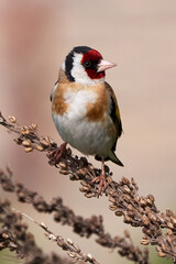 European goldfinch bird sitting on a branch (Carduelis carduelis)