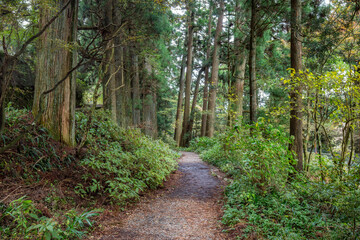 Forest trail through the green forest