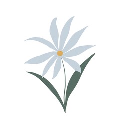 Daisy flower. Cartoon on white background. Fresh illustration. Flower. Icon and symble.