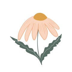 Daisy flower. Cartoon on white background. Fresh illustration. Flower. Icon and symble. Chamomile