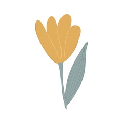 Yellow Tulip. Cartoon on white background. Fresh illustration. Flower. Icon and symble. March. Spring flowers. Women's and mother's day. Holiday. Greeting.