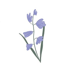 Pring flowers, wild plants at white background, pastel color floral elements, hand drawn botanical illustration. Blue snowdrop. Springtime. First flower.
