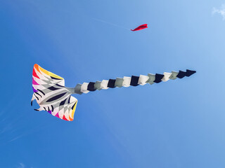 aquiloni in spiaggia al festival