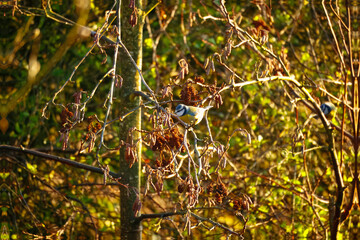 Fototapete bei efototapeten.de bestellen   