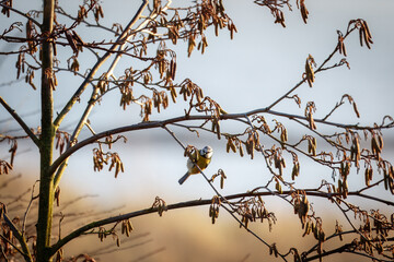 blue tit on branch