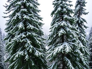 Snow-covered pine trees in a peaceful winter forest scene in the Cascade Mountains of Washington State, tranquil, pine trees, environment