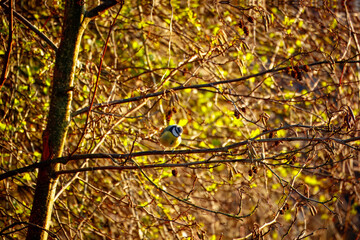 Fototapete bei efototapeten.de bestellen   