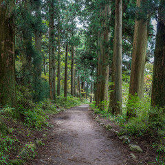 Old trees along a forest trail