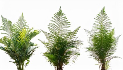 palm tree isolated on white