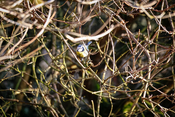 blue tit on branch