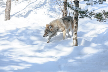 alone wolf sneaking in snow forrest