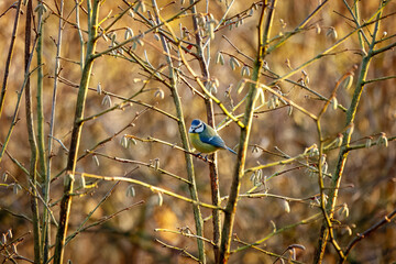 Fototapete bei efototapeten.de bestellen   