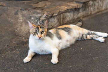 A white, yellow and brown female cat lying on the ground of a street.