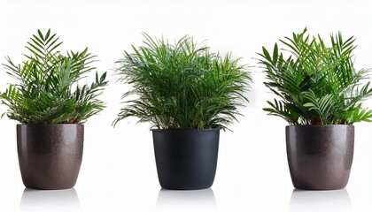 Obraz premium plant in a pot