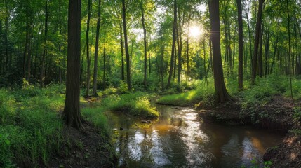 Sunlit forest stream, tranquil nature scene, summer sunlight, lush green canopy, peaceful background, ideal for nature documentaries