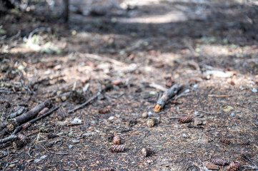 Built up pine needles, dead branches, and pinecones on the forest floor