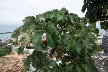 Plants with green leaves. Nature among the buildings.