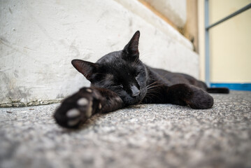 A black cat lying asleep on the sidewalk next to the wall. Abandoned street animal.